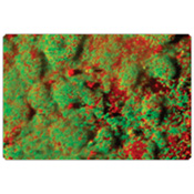 Verde (LIVE) membrana bacteriana intacta