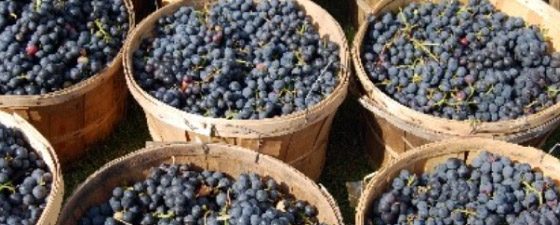 BOTRYPREV BOTRYPREV